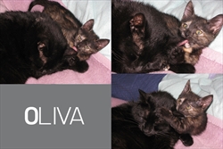 Oliva vrijedno uređuje svog "druga" u novom domu ;)